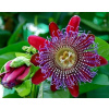 MUČENKA OBROVSKÁ (PASSIFLORA QUADRANGULARIS)