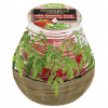 Sviečka proti komárom Bolsius Terrace Citronella, 94/91 mm, paradajka