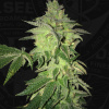 T.H.Seeds™ Semená kanabisu Shiloh Z, 5+1 balenie, feminizované