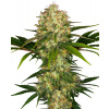 Sensi Seeds Feminizované semená kanabisu Afghani #1®, 3-10 ks 10 ks