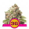 Triple G - Royal Queen Balenie: 3ks