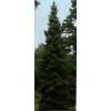 Smrek balkánsky (Picea omorika)