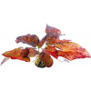 Dennerle Plants Nymphaea lotus 'Red' - 1 ks