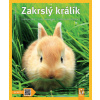 Zakrslý králík - Monika Wegler