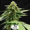T.H.Seeds™ Semená kanabisu Melon Vader, 5+1 balenie, feminizované