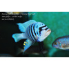 Metriaclima fainzilberi 'Maison Reef' - 4,5-6cm