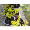 Čerkáč peniažtekový ´Aurea Goldilock - Odosielame obratom (Lysimachia nummularia ´Aurea Goldilock´)
