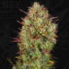 T.H.Seeds™ Cannabis Seeds Auto MK-Ultra™, rôzne balenia, feminizované 5+1 pcs