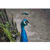 Vymalujsisam.sk Maľovanie podľa čísiel - Majestátny páv Veľkosť: 40x60cm, Rám: Bez rámu, iba zrolované plátno