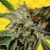 Original Sensible Seeds - Auto Ghost Cookies 10 ks - Semená neobsahujú THC