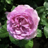 Rosa climbing ´ Saphir ´ Clt.5