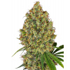 Sensi Seeds Cannabis Seeds AK-420 Feminized by White Label, 3-10 ks 5 ks