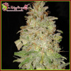 Dr. Krippling Seeds - Chocolate Orange Auto 5 ks - Semená neobsahujú THC