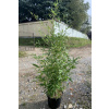 Bambus Phylostachys bisetti 15l 150-200cm Krakov (Bambus Phylostachys bisetti 15l 150-200cm Krakov)
