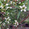 Čajovník Austrálsky Citrónový 10ml (Leptospermum Petersonii)