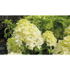 Hortenzia latnatá 'Skyfall' FloraSelf Hydrangea paniculata 'Skyfall' kvetináč 18 l