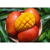 Mango čerstvé 0,450 kg Španielsko