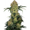 Sensi Seeds Aloha OG Research semena neobsahují THC 3 ks