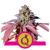 Royal Queen Seeds Purple Queen Balenie: 3
