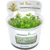 Dennerle Plants Proserpinaca palustris CUP - 1 ks