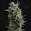 T.H.Seeds™ Cannabis Seeds Auto Critical HOG™, rôzne balenia, feminizované 2 pcs