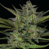 Humboldt Seed Company - Sour Apple Auto 3 ks - Semená neobsahujú THC.