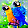 Diamantový obrázek 15 x 20 cm - Papoušci