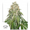 Dutch Passion Banana Blaze Balenie: 5
