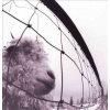 PEARL JAM: VS. -REMAST- LP