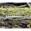Wobler ILLEX Tricoroll 55 S - Goujon