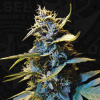 T.H.Seeds™ Cannabis Seeds Auto Northern HOG™, rôzne balenia, feminizované 2 pcs