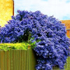 Blue Forever Green Victoria Prusznik (Blue Forever Green Victoria Prusznik)