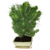Bonsai Pinus halepensis 428