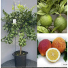 Citrus Limone Rosso (červený citrus) - výška 140 - 160 cm s kvetináčom
