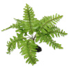 Rostlina REPTI PLANET kapradí Nephrolepis 20 cm 1ks