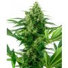 Sensi Seeds Research Banana Frosting semena neobsahuji THC 10 ks