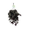 Zebrina v závesnom kvetináči FloraSelf Tradescantia zebrina 'Violet' výška vr. kvetináče 20-25 cm kvetináč Ø 17 cm