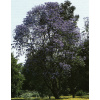 Jakaranda mimózolistá 15 semien (Jacaranda mimosifolia)