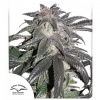 Dutch Passion Bubba Island Kush Balenie: 3