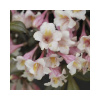 Vajgela zakrslá FloraSelf Weigela florida 'Vintage Love' kvetináč 6 l