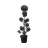 Cyprus arizonský PomPon FloraSelf Cupressus arizonica 'Fastigiata' výška 140-160 cm kvetináč 30 l