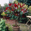 Červienka Fraserova Little Red Robin 9l, 1/4kmeň Photinia fraseri Little Red Robin