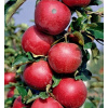 Malus domestica ´ Walz ´ podp. M7 stĺpovitá Clt.10