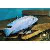 Labidochromis sp. 'blue white' Tanzania - 3-4cm