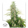 Dutch Passion C-Vibez Balenie: 10