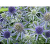 Máčka plocholistá Blue Hobbit - Eryngium planum Blue Hobbit (kontajner p9)