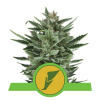 Royal Queen Seeds Quick One Auto Balenie: 5