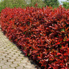 Červienka 60-90cm (Photinia fraseri Red Robin)