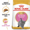 Royal Canin British Shorthair Kitten 2 kg