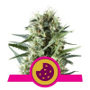 Royal Queen Seeds Royal Cookies Balenie: 5